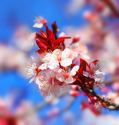 Pure Japanese Cherry Blossom Fragrance Oil