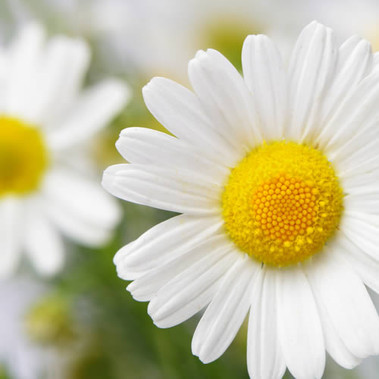Daisy (our version of) Fragrance Oil