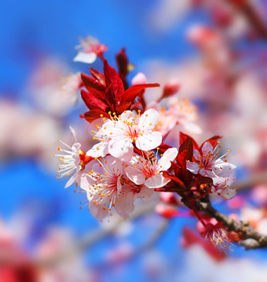 Pure Japanese Cherry Blossom Fragrance Oil