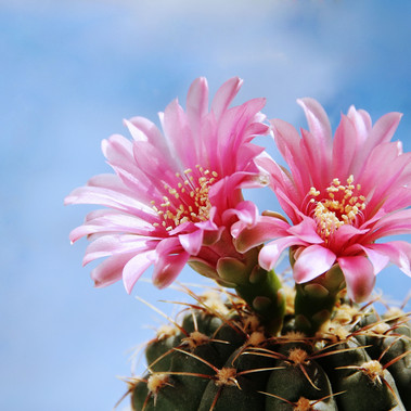 Pure Cactus Flower Fragrance Oil