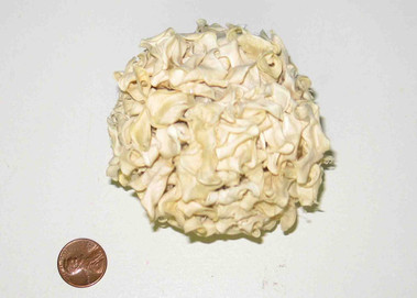 Curly Balls - 8cm Bleached