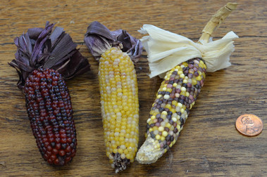 Indian Corn w/ husks - Natural