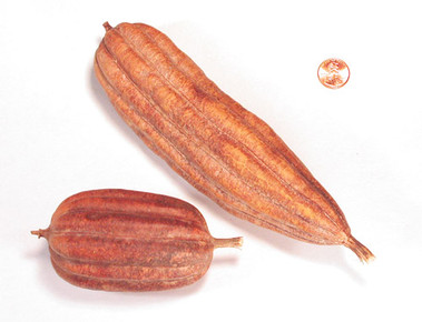 Jhinga Fruit