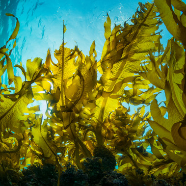 Kelp Fragrance Oil