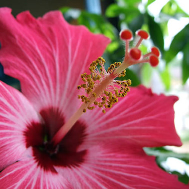 Pink Hibiscus II (our version of) Fragrance Oil