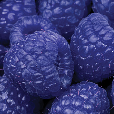 Pure Blue Raspberry Flavor