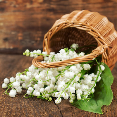 Lily of the Valley 1 Fragrance Oil