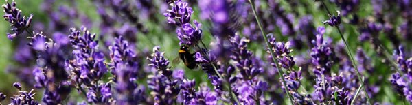 Essential Oils : A guide to Lavender Oil