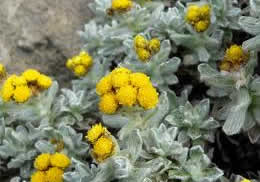 benefits-of-helichrysum-essential-oil.jpg