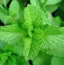 buy menthol crystals