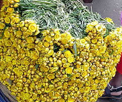 helichrysum-oil.jpg