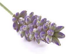 lavender oil