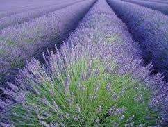 wholesale lavender essential oil